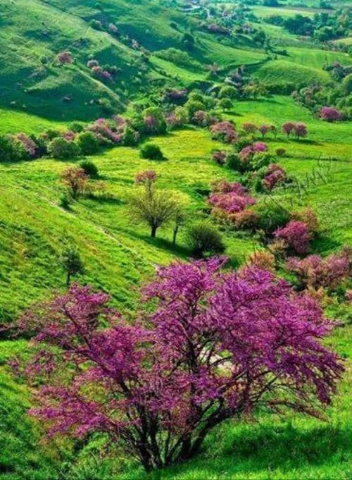 دره ارغوان - Image 3
