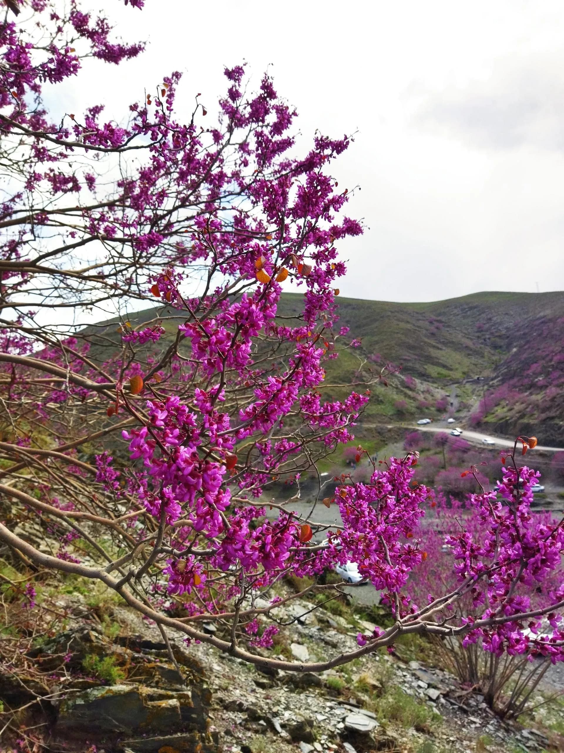 دره ارغوان - Image 4